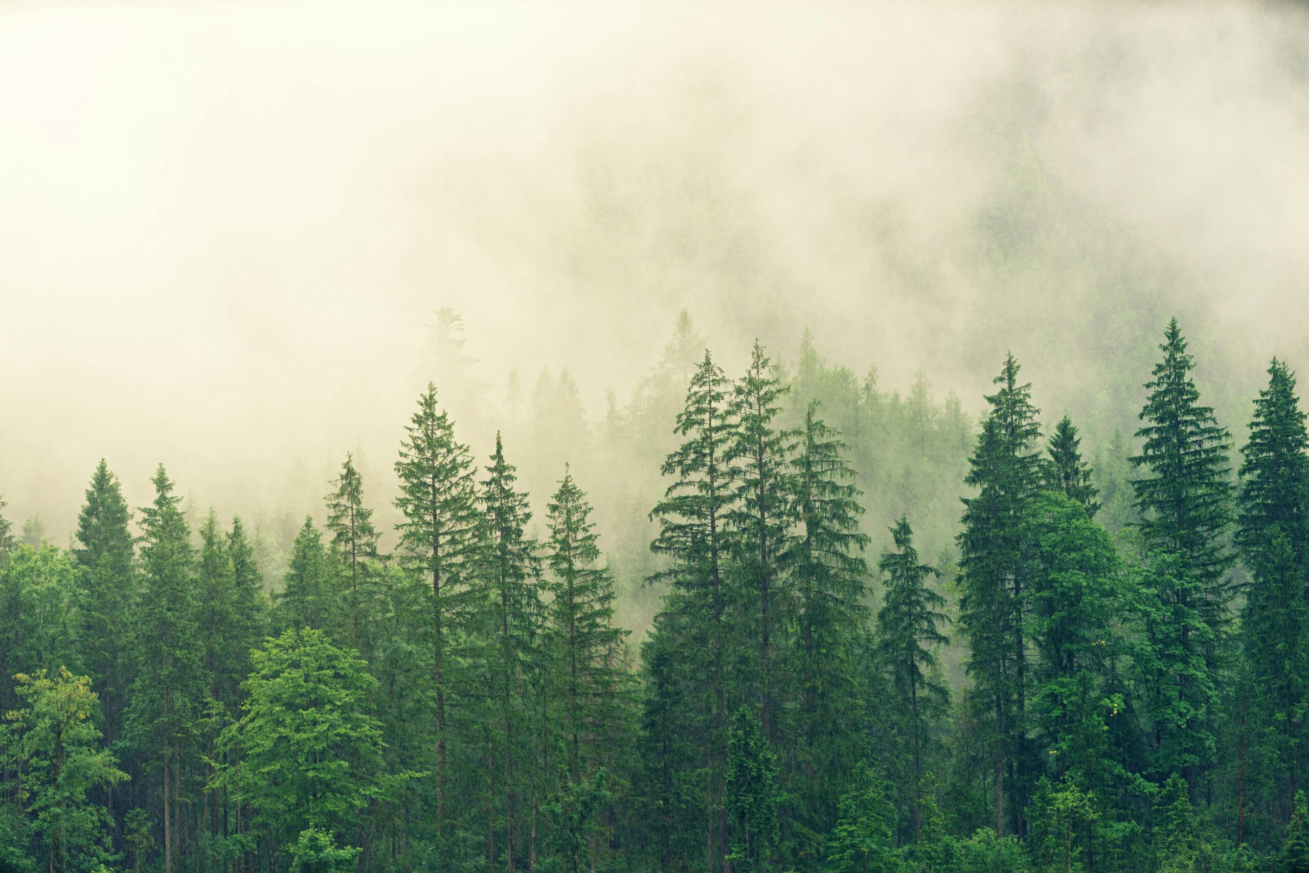 mobile-banner